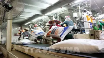 أن جيانغ يذلل العقبات للوصول إلى مليون طن من صادرات الأرز.