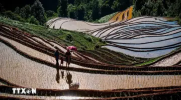 أول مشاركة لي في مسابقة تسلق مدرجات حقول الأرز في لاو كاي خلال موسم الأمطار.