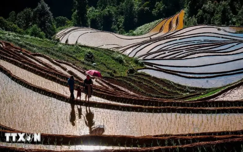 أول مشاركة لي في مسابقة تسلق مدرجات حقول الأرز في لاو كاي خلال موسم الأمطار.