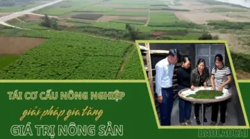 إعادة هيكلة القطاع الزراعي – سبيل لزيادة قيمة المنتجات الزراعية.