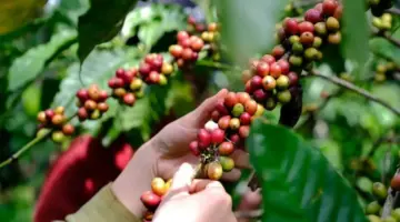 ارتفاع أسعار الفلفل مجدداً، وانخفاض أسعار البن، وزيادة طفيفة في صادرات الأرز.