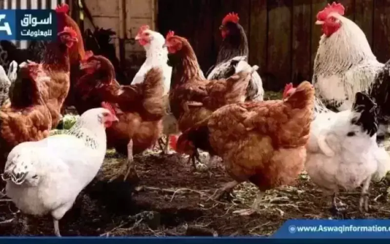ارتفاع سعر الدواجن البيضاء.. أسعار الفراخ اليوم الخميس بالمزرعة | أسعار السلع