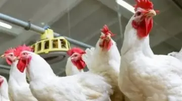 استقرار أسعار الفراخ البيضاء عند 79 جنيهًا بالبورصة.. وحركة البيع والشراء تشهد ثباتًا