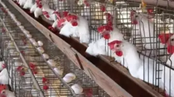 استقرار أسعار الكتاكيت بكافة أنواعها داخل بورصة الدواجن الرئيسية