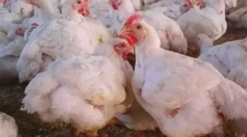 استقرار في سوق الدواجن.. تعرف على أسعار الفراخ البيضاء والبلدي والساسو للمستهلك