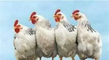 استقرار ملحوظ في أسعار الدواجن بالشرقية اليوم: البيضاء بـ 80 جنيهًا في المزارع