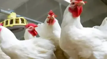 استقرار ملحوظ في أسعار الدواجن والبيض والكتاكيت بداخل المحال التجارية منذ ساعة إلا ربع