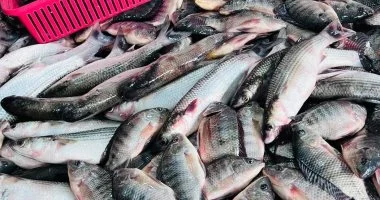 استقرار ملحوظ بأسواق الإسماعيلية.. البلطي يبدأ من 60 جنيهاً اليوم الخميس