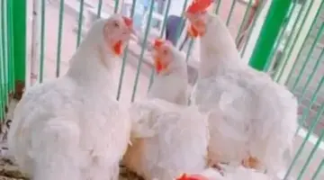 اطلع على أسعار الدواجن واللحوم والأسماك.. اليوم بسوهاج