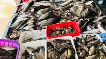 الأسماك بكام النهاردة.. أسعار الأسماك اليوم الخميس فى الإسماعيلية