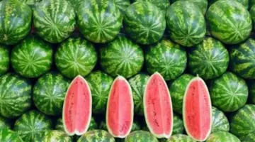 البطيخ للرجيم.. كيف تستغل “فاكهة الصيف” في التخلص من الكرش والوزن الزائد؟