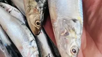 البلطى بكام فى السوق؟ أسعار السمك فى القليوبية اليوم الثلاثاء 31 – 3 – 2026