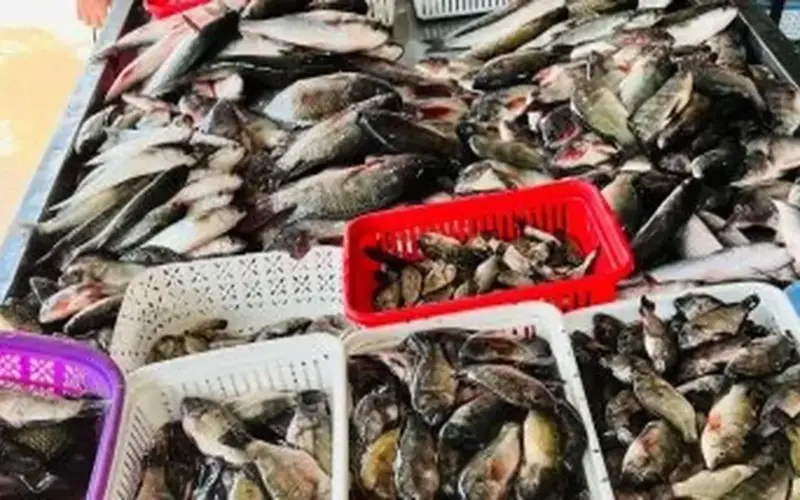 البلطى بكام؟ أسعار الأسماك في كفر الشيخ السبت 11 أبريل 2026