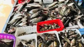 البلطى بكام؟…أسعار الأسماك في كفر الشيخ الأربعاء 22 أبريل 2026