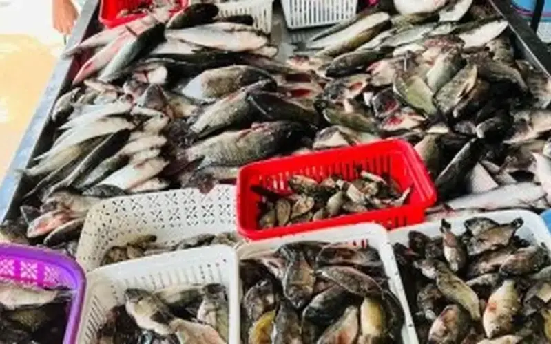 البلطى بكام؟…أسعار الأسماك في كفر الشيخ الأربعاء 22 أبريل 2026