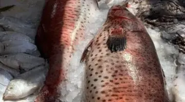 البلطي بـ55 جنيها.. أسعار الأسماك في كفر الشيخ اليوم الأحد 19 إبريل 2026