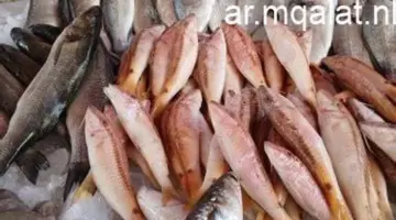 البلطي بكام بالسوق؟.. أسعار السمك في القليوبية اليوم الأحد 5 – 4 – 2026 – مقالات نيوز