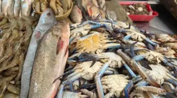 البلطي بكام في السوق؟ أسعار السمك بالقليوبية اليوم السبت 11 – 4 – 2026