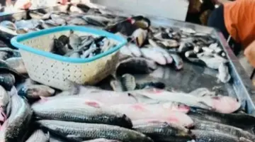 البلطي بكام في السوق؟.. أسعار الأسماك بالقليوبية اليوم الخميس 16 – 4 – 2026