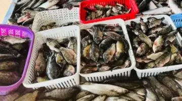 البلطي بكام؟.. أسعار الأسماك في كفر الشيخ الجمعة 17 إبريل 2026