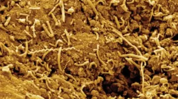 الحياة تحت القشرة الأرضية تبدأ بالانتقال نحو السطح