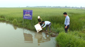 الدفعة الناشئة عن النماذج العضوية المترابطة
