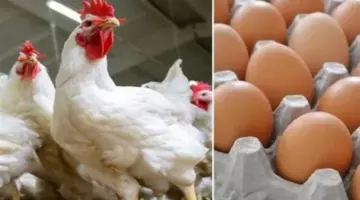 الدليل الكامل لأسعار الفراخ والبيض في الأسواق المصرية وفقًا لتكاليف النقل