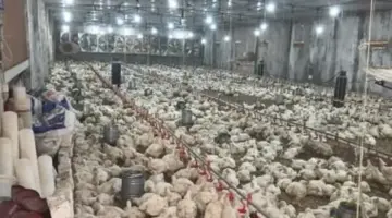 الدواجن واللحوم والأسماك النهاردة في سوهاج بكام؟