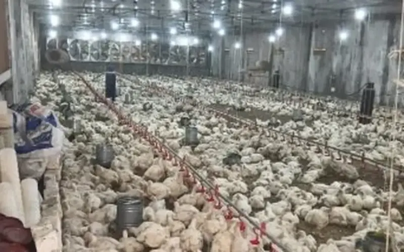 الدواجن واللحوم والأسماك النهاردة في سوهاج بكام؟