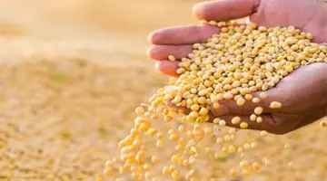 الذرة والقمح يسجلان قِممًا قريبة الأجل مع مخاوف الإمدادات العالمية… وفول الصويا يتعرض لعمليات جني أرباح