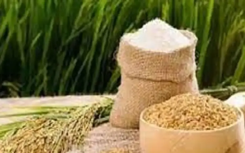 السوق لا تزال مستقرة، وسعر الأرز الفيتنامي يظل عند 500 دولار للطن.