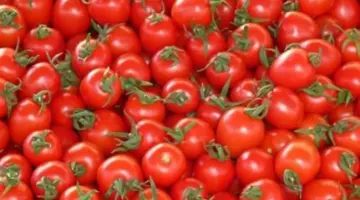 الطماطم بـ 22 جنيهًا: تحديثات أسعار المنتجات الغذائية الطازجة في أسواق محافظة الإسماعيلية