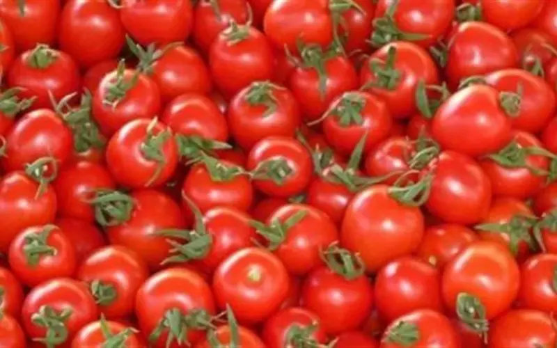 الطماطم بـ 22 جنيهًا: تحديثات أسعار المنتجات الغذائية الطازجة في أسواق محافظة الإسماعيلية