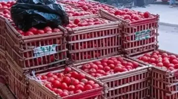 الطماطم بـ 30 جنيها والبطاطس بـ 17.5.. اطلع على أسعار الخضار اليوم بسوهاج