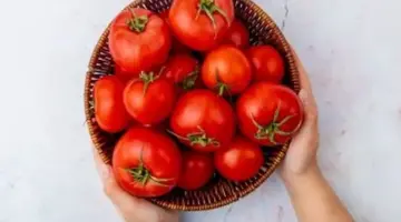 الطماطم بـ 30 جنيهاً.. أسعار الخضروات في بورسعيد اليوم الثلاثاء 21-4-2026