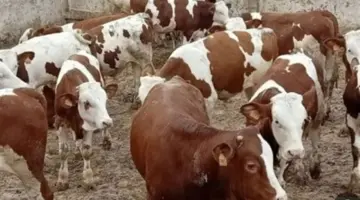 العجل البقري يبدأ من 70 ألف جنيه، أسعار الأضاحي 2026 في الأسواق