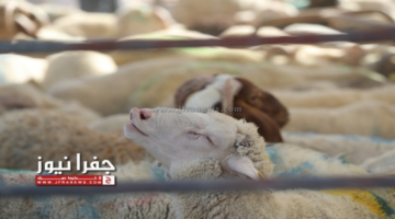 الكواليت : لا زيادة على أسعار الأضاحي .. وما يُشاع ” مبالغة “