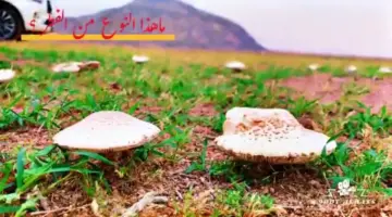المركز الوطني يحسم الجدل حول فطر براري الرس الغريب ويؤكد احتمالية سميته وينصح بعدم استهلاكه