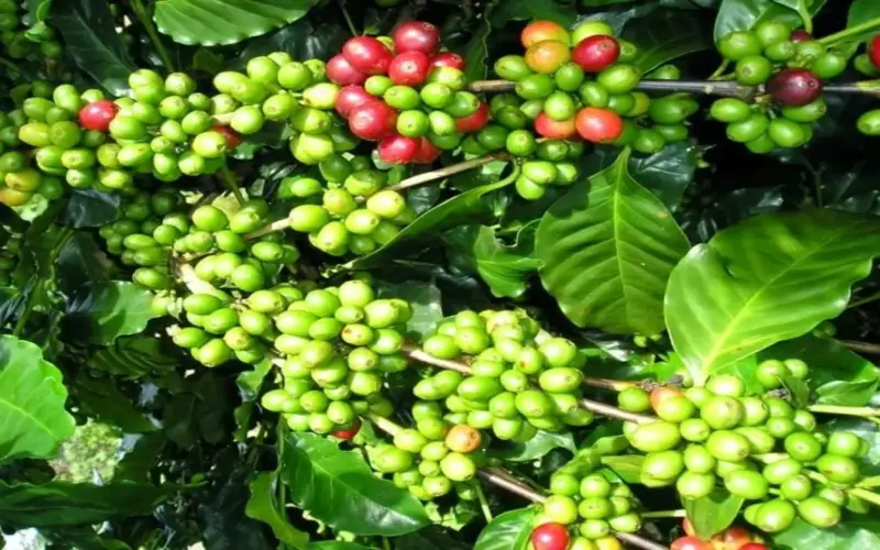 انتعاش أسعار البن، وتراجع طفيف في أسعار الفلفل، وبقاء أسعار الأرز مستقرة.