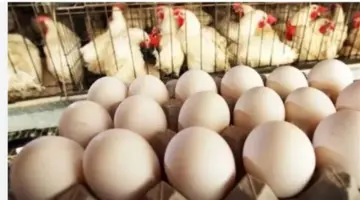 انخفاض أسعار البيض الأحمر والأبيض.. تقرير شامل حول مستجدات سوق الدواجن والبروتين