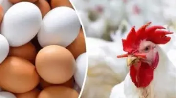 انخفاض أم ارتفاع؟ تعرّف على سعر كيلو الفراخ البيضاء والبيض اليوم وفقًا للبورصة