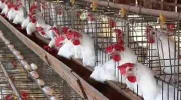 انفراجة في أسعار البيض: انخفاض ملحوظ يصل لـ 5 جنيهات في الكرتونة داخل الأسواق اليوم