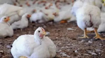 انهيار أسعار البيض والدواجن في الأسواق المصرية: البيض الأبيض يسجل أدنى مستوياته في 2026