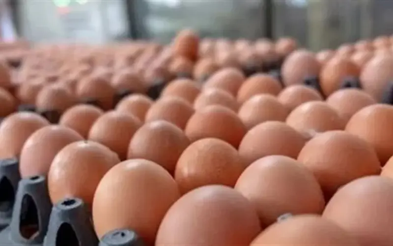 بالأرقام.. أسعار كرتونة البيض الأبيض والأحمر اليوم الأربعاء 29-4-2026 في الأسواق