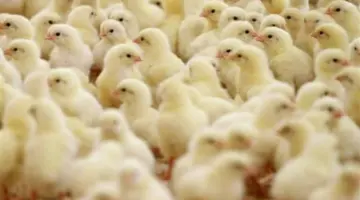 بشرى سارة للمستهلكين.. انخفاض سعر كرتونة البيض واستقرار أسعار الدواجن والكتاكيت بالأسواق