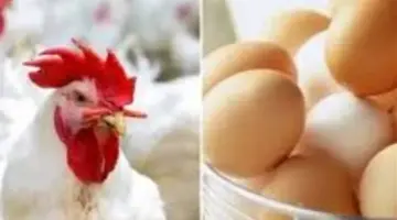 بعد استقرار البورصة.. هل تتراجع أسعار الفراخ البيضاء للمستهلك في الأسواق الشعبية؟