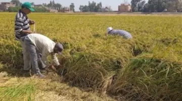 بعد تضاعف عدد السكان، شراقي يوجه نداءً للحكومة المصرية بشأن الأرز.