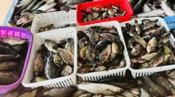 بكم البلطي؟ أسعار الأسماك بكفر الشيخ اليوم الأربعاء 8 أبريل 2026