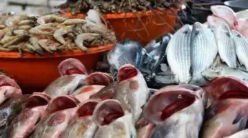 بلطي ومكرونة وقراميط.. أسعار الأسماك اليوم 21 أبريل 2026 في الأسواق