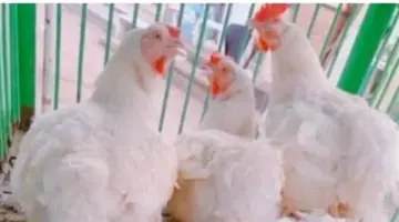 بورصة الدواجن الآن: اطلع على سعر الكيلو للمستهلك والمزرعة اليوم